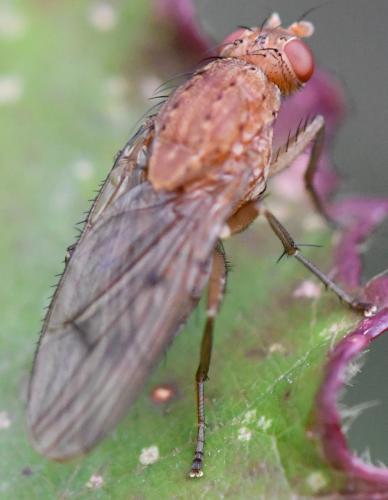 Suillia notata